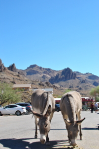 oatman città fantasma arizona