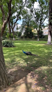 GIARDINI ALCAZAR SIVIGLIA